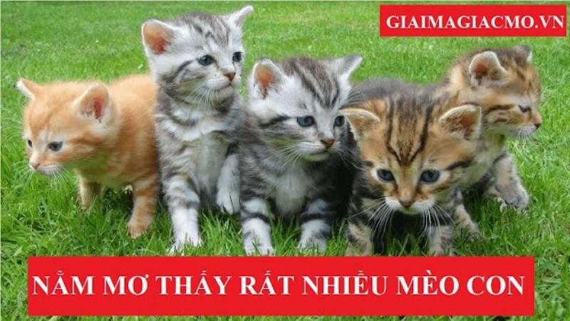 Giải mã giấc mơ thấy nhiều con mèo