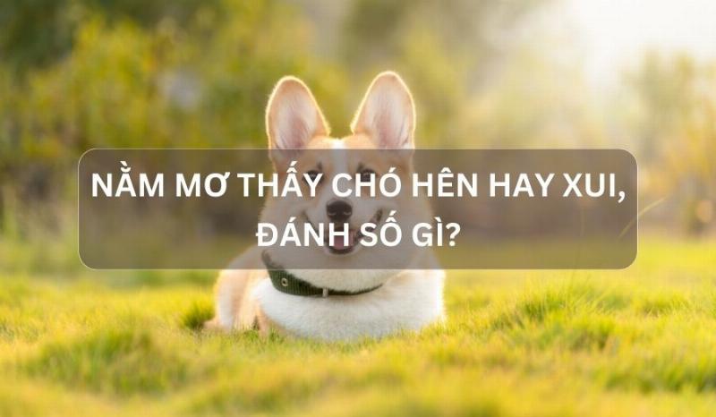 Mơ cãi nhau đánh chó