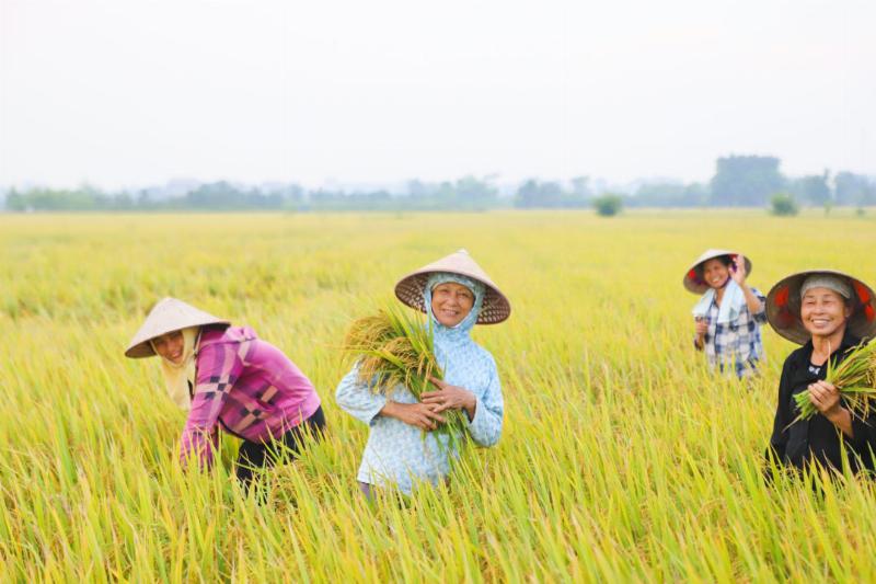 Thu hoạch lúa chín vàng