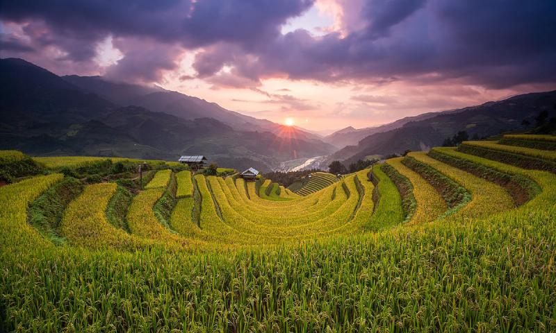 Mù Cang Chải Yên Bái