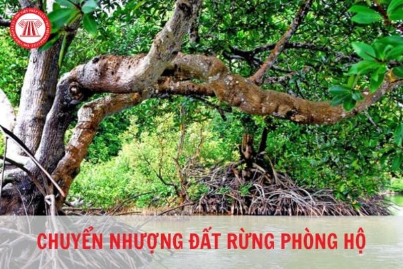 Các trường hợp chuyển nhượng đất rừng phòng hộ