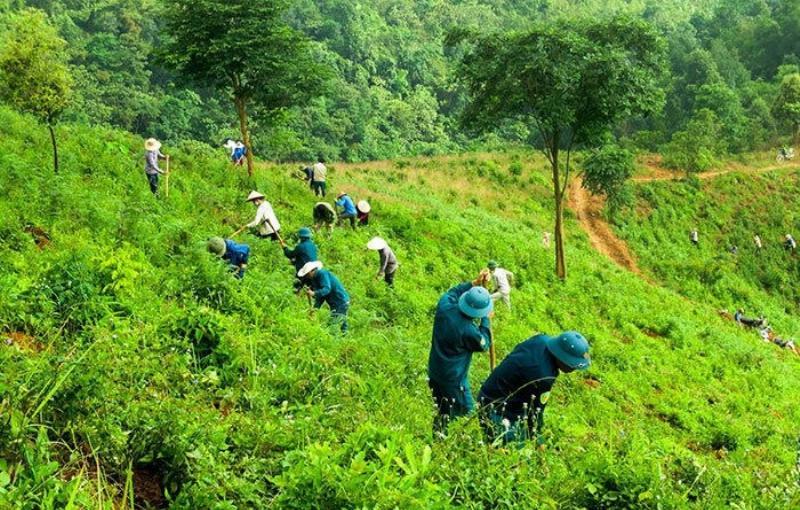 Vai trò đất rừng phòng hộ