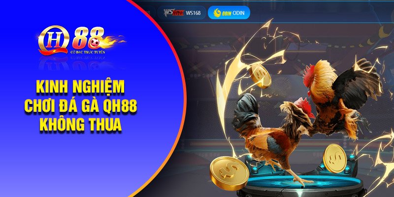 Kinh nghiệm chơi đá gà QH88 không thua